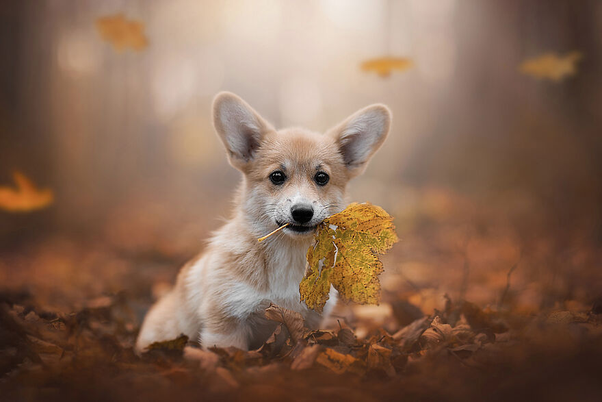 25 Of The Best Dog Photos I’ve Ever Taken - Nikol Kopp
