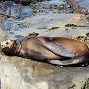 diannal_montgomery avatar