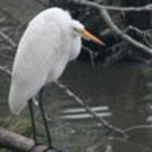 cornelltramontana avatar