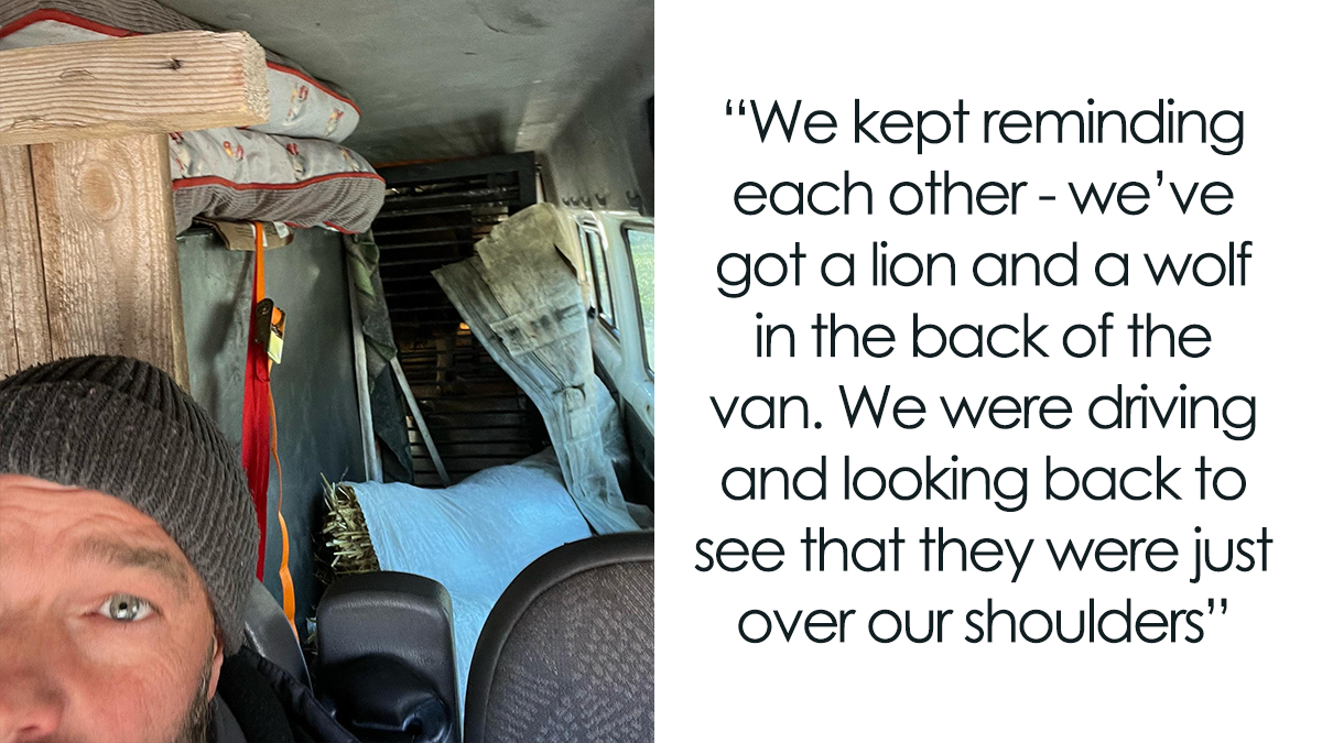 A Lion And Wolf Get Carried By Crane Into A Minivan Driven By Three Brits In Order To Save Them