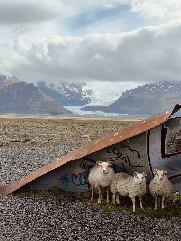 Travelling Within Iceland Because We Couldn’t Go Elsewhere. Found These Guys Sheltering From The Wind...