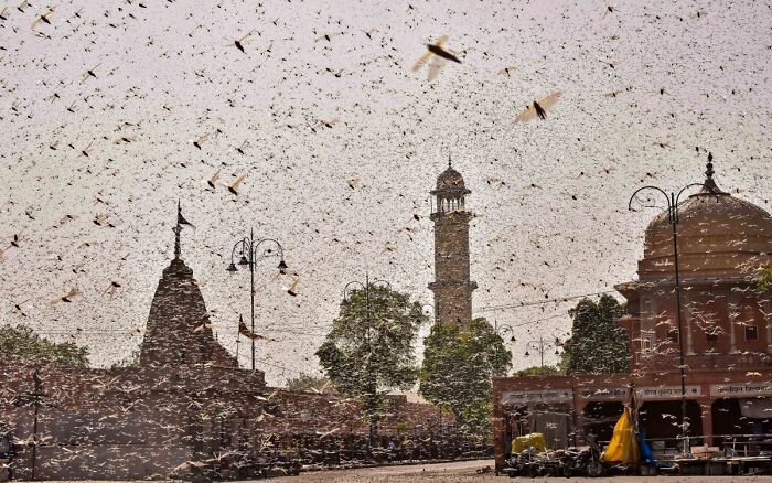 India's Worst Locust Attack In 27 Years In Rajasthan In May 2020