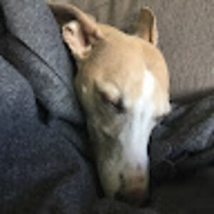 yasminbennett avatar