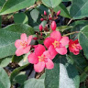 shreeyapradhan avatar