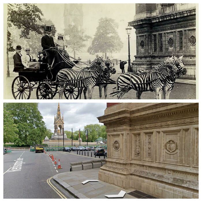 Zebra Drawn Carriage Outside The Albert Hall, London, 1894.