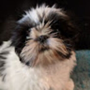 eriwisniewski avatar