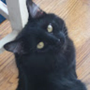 allisonsmith_4 avatar