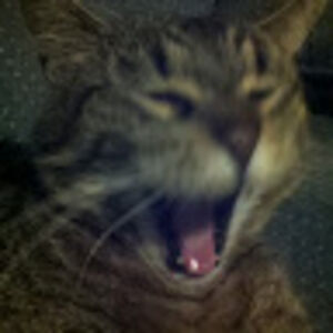 bananakitofinternetclan avatar