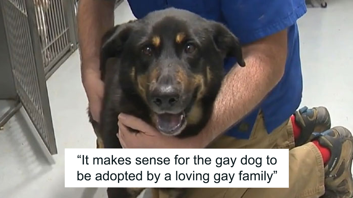 Homophobic Owner Abandons ‘Gay’ Puppy Who Later Gets Taken In By Gay Couple