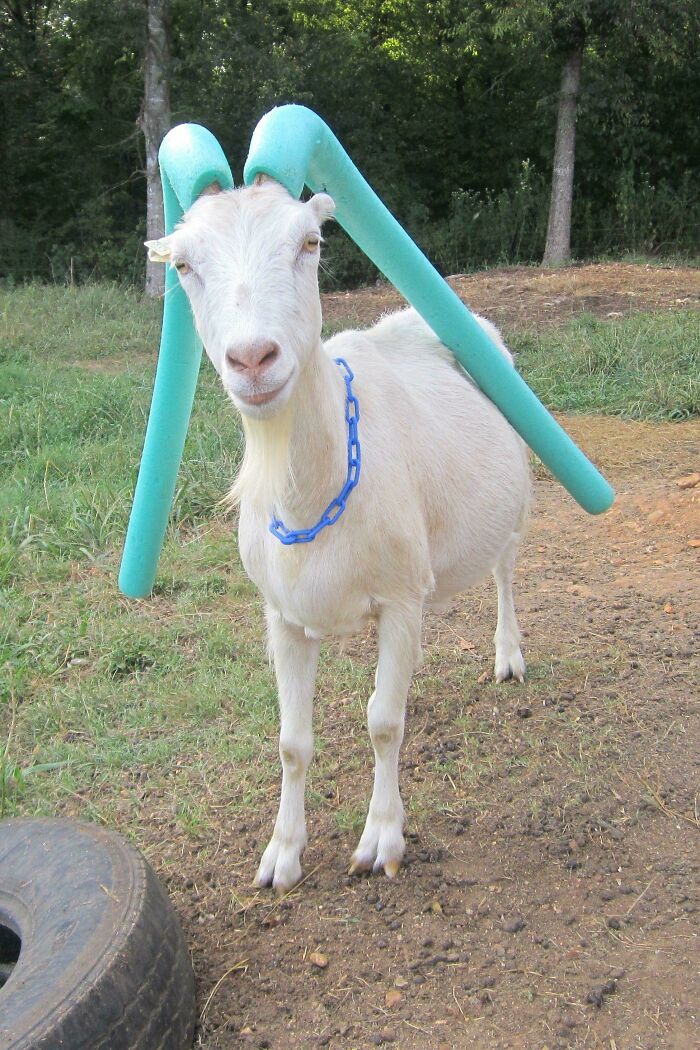 Putting Pool Noodles On A Goat Who Won’t Stop Head Butting