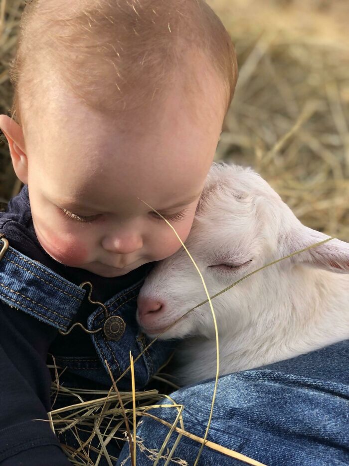 toddler sitting with a white baby goat