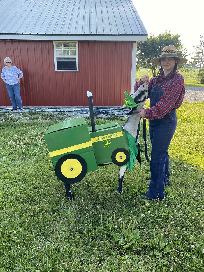 woman feeding the goat in a costume of a tractor