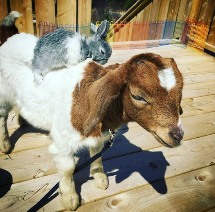 a grey rabbit sitting on the back of a baby goat