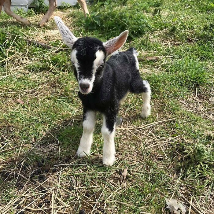 black and white baby goat standing on the ground