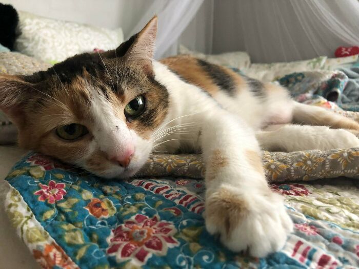 I Adopted This Kitty Yesterday! She’s A 10 Year Old Calico