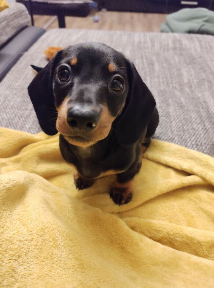 Just Adopted This Little Cutie, Meet Sally The 8 Week Old Sausage Dog Pup