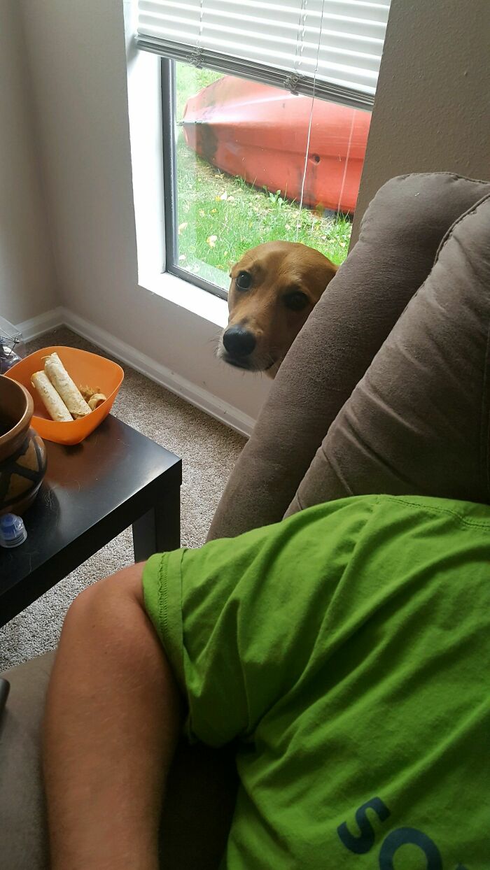 My Wife Caught My Dog Mid-Sneak In His Effort To Steal My Taquitos. He Looks Very Guilty