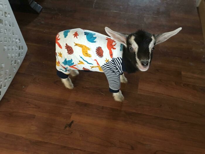 Actualización sobre la cabra, ahora está en pijama