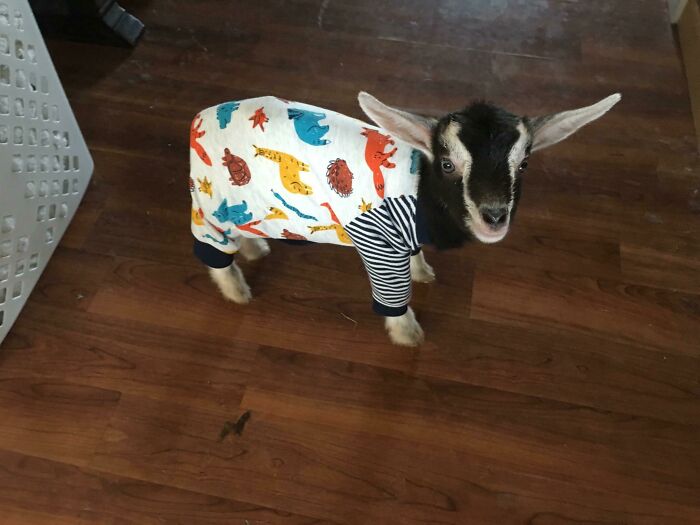 The goat is now dressed in pajamas