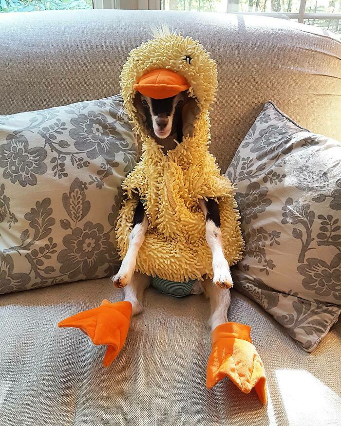 baby goat in a duck costume