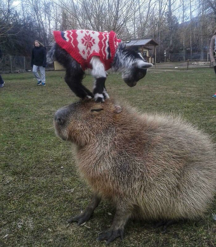 baby goat in a sweater standing on the head of kapibara