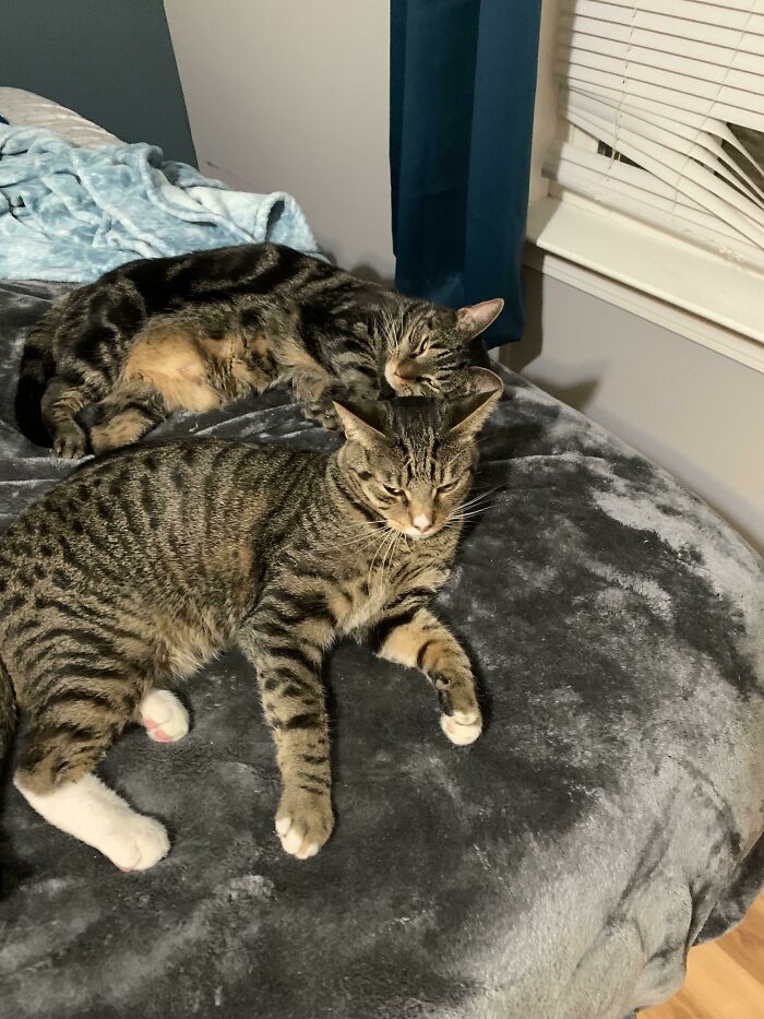 Adopted This Sweet Bonded Pair On Saturday. Over The Past Five Months We Lost All 4 Of Our Senior Cats… These Two Are Sure Helping Heal Our Hearts