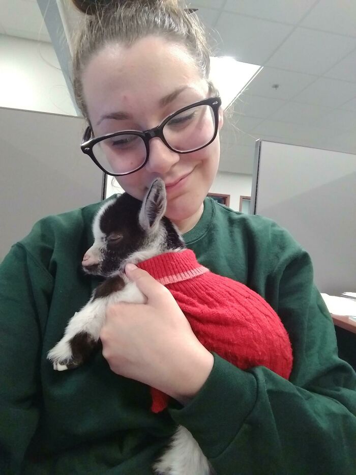 a girl holding a baby goat in a sweater