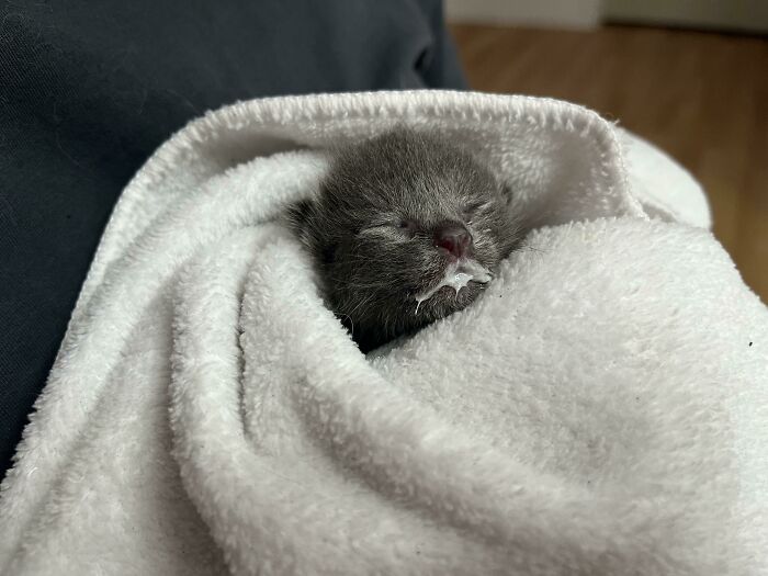 One Of Our Foster Kittens Only Gained 2 Grams Since Yesterday Instead Of Recommended 10