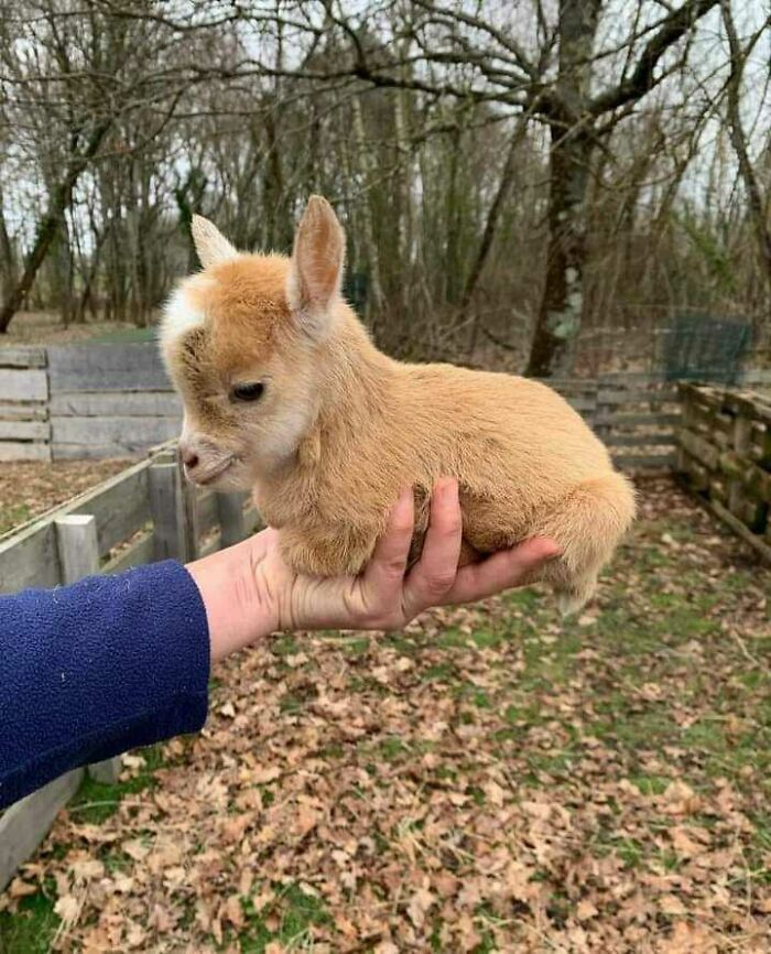 a red baby goat in the human's palm