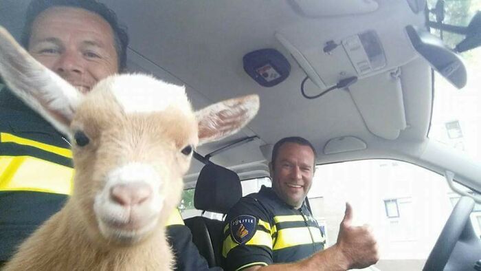 baby goat in a car with two men