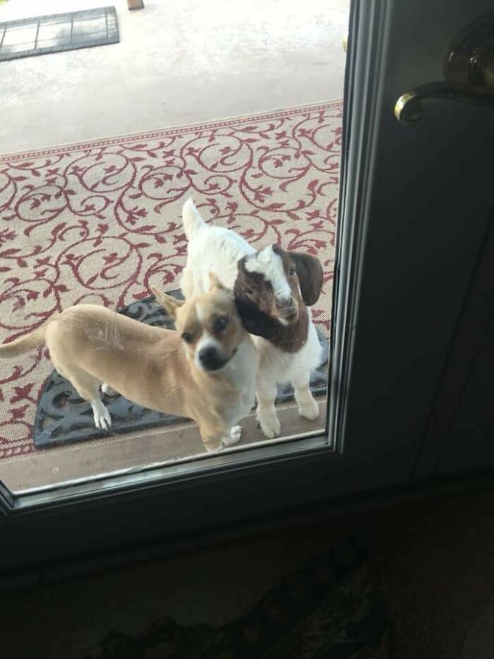 baby goat together with a dog looking through a glass door