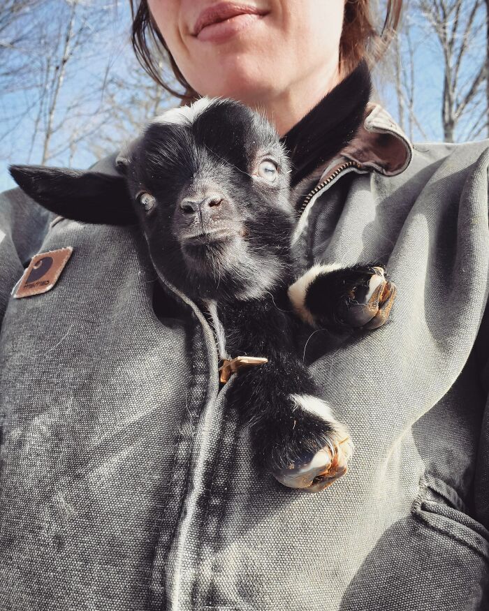  A goat is hiding under my coat