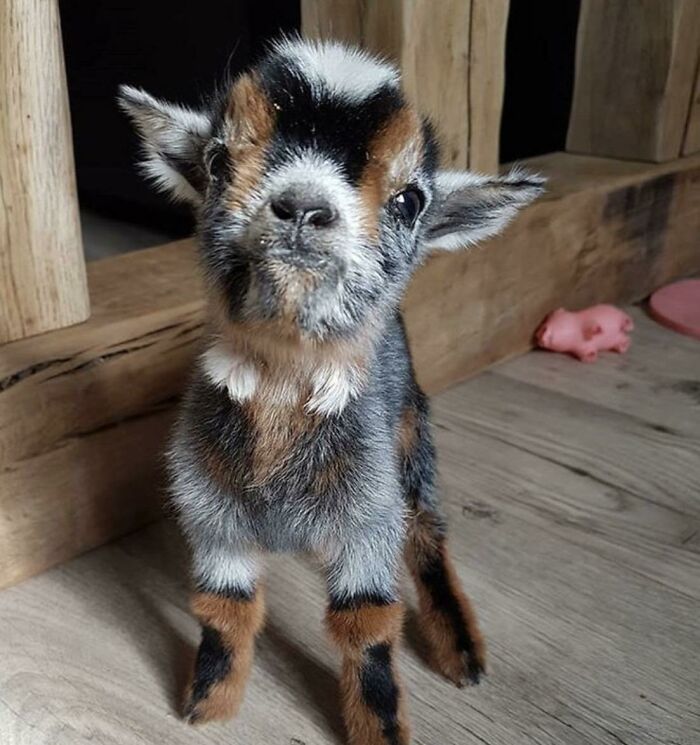 baby goat standing on a wooden floor