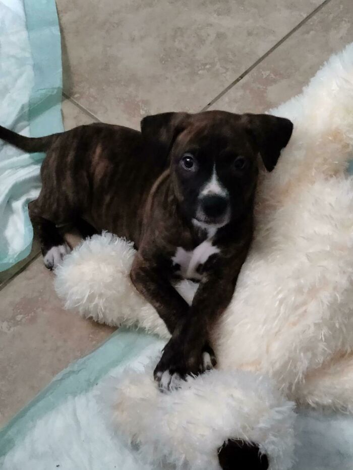 Meet Mandarina, The Doggo My Sister Adopted Just Yesterday!