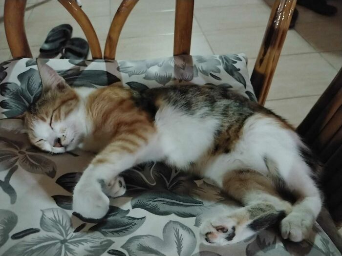 I Adopted A Street Cat In Turkey, Her Name Is Lucy