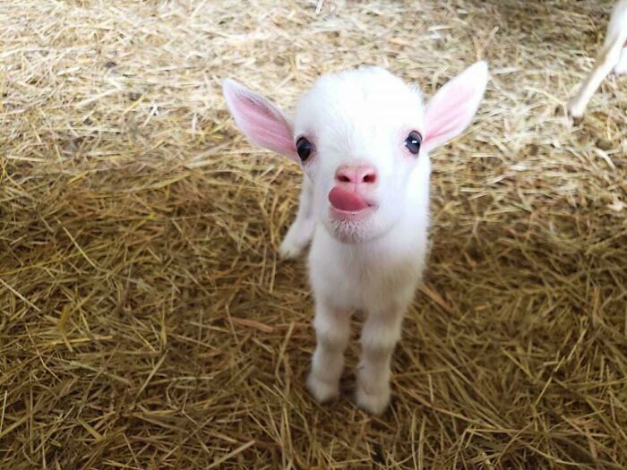 white baby goat standing on the straw