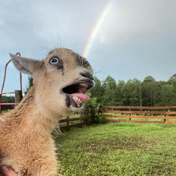 baby goat with open mouth and the rainbow behind it