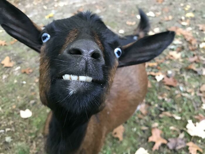 close up view of a smiling baby goat