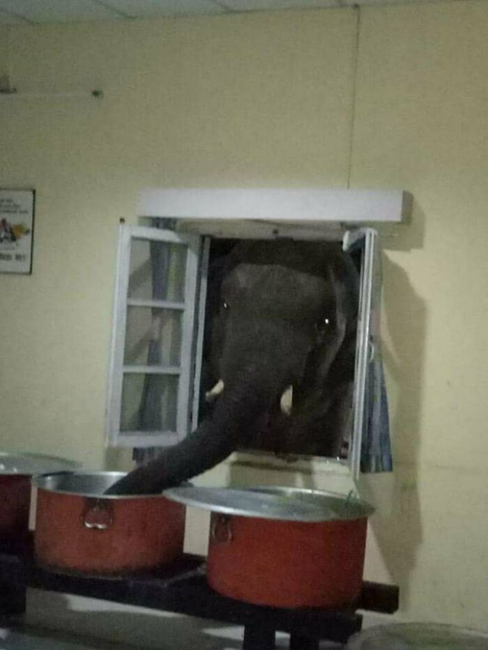 El elefante llamado Bhatbhoot Fantasma del Arroz robando arroz del comedor militar en Binaguri, Bengala Occidental, India