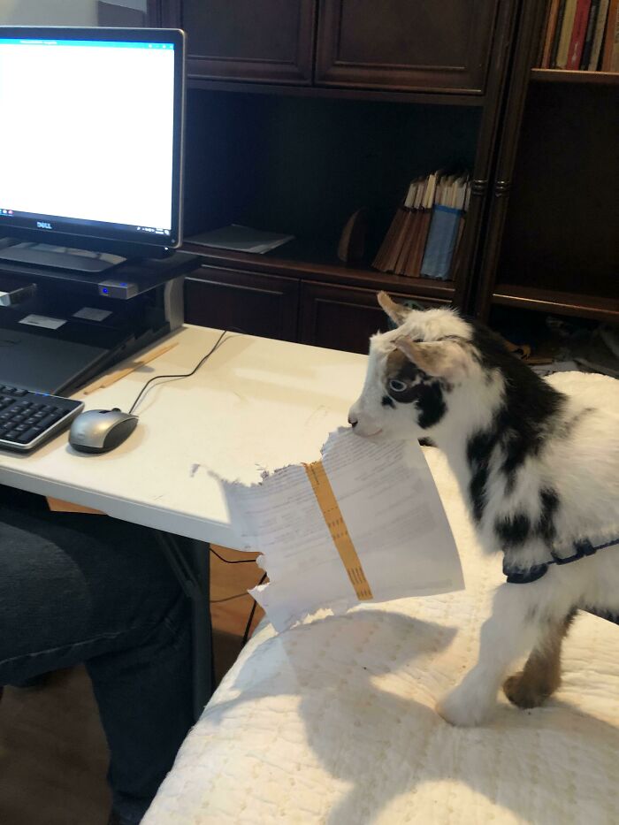 Woody Is A Great At Being A Baby Goat, But Makes For A Terrible Secretary