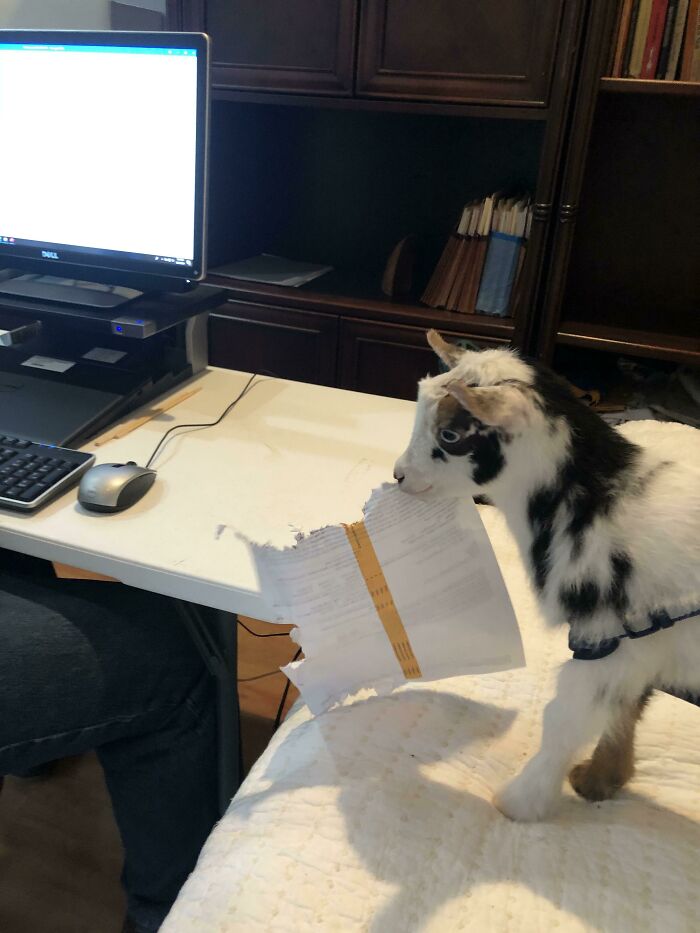 a black and white baby goat eating the document