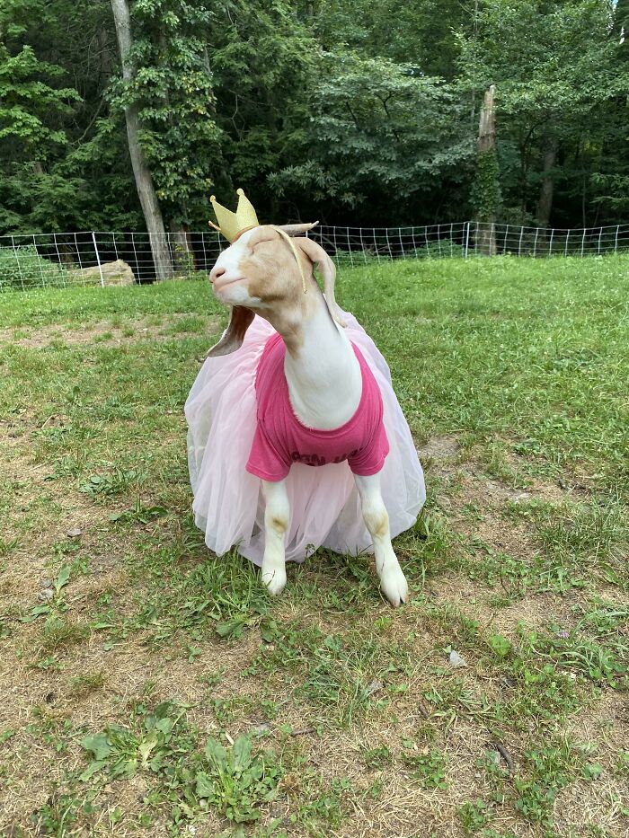 a white baby goat in a costume of a princess