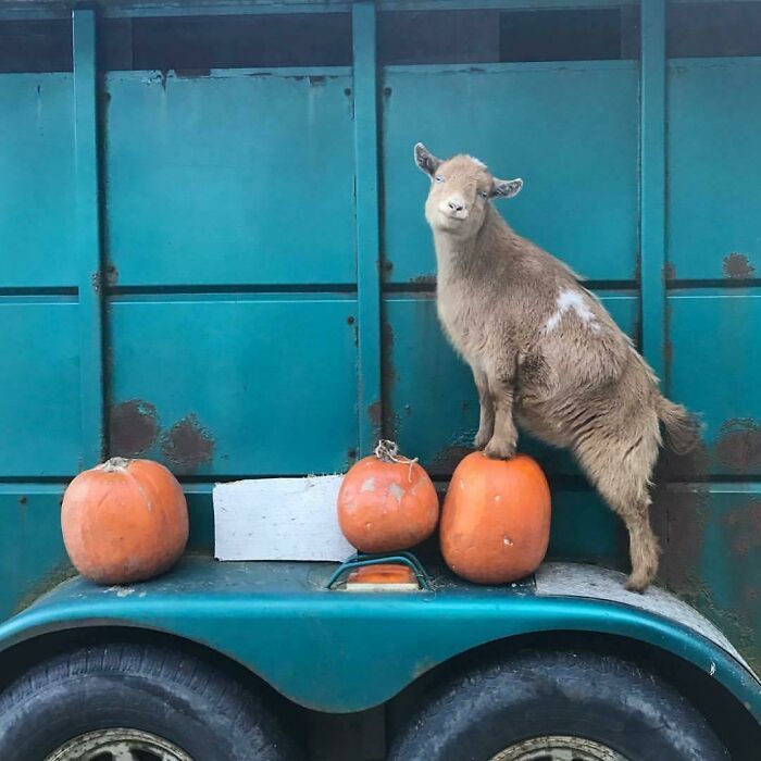 My Favourite Fall Pic Of Lenny