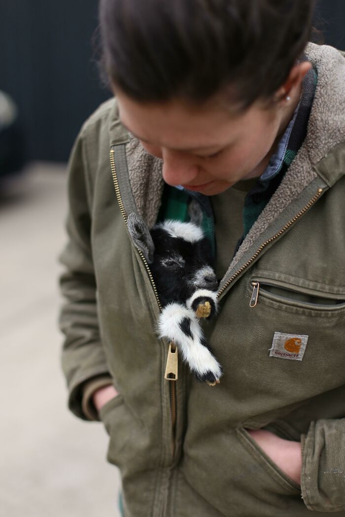 woman carrying a baby goat in her jacket