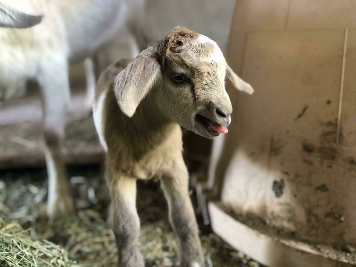 Had A Surprise Baby Goat Yesterday! Didn’t Know That A Goat We Had Recently Bought Was Pregnant