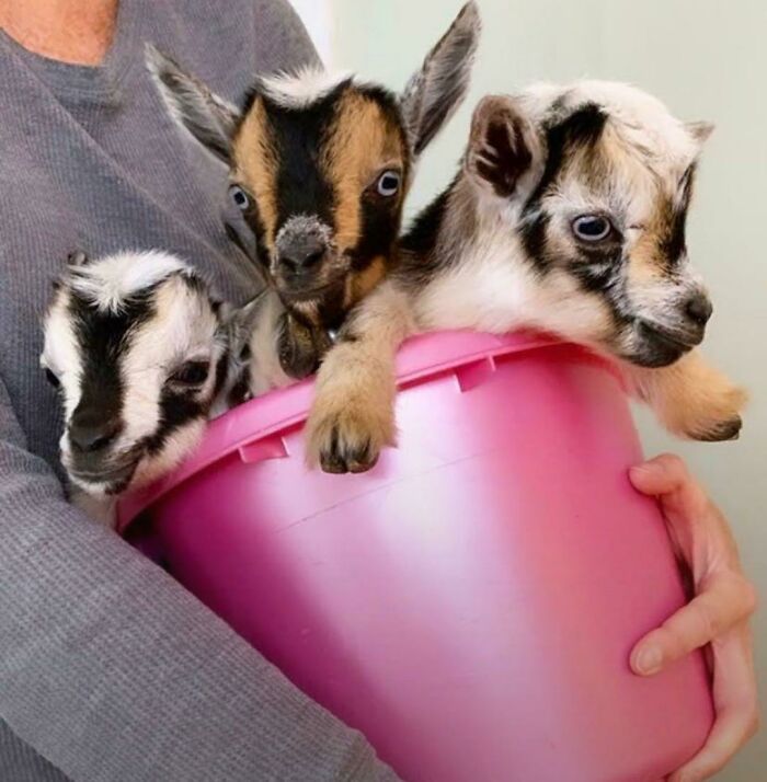 Goats In Bucket