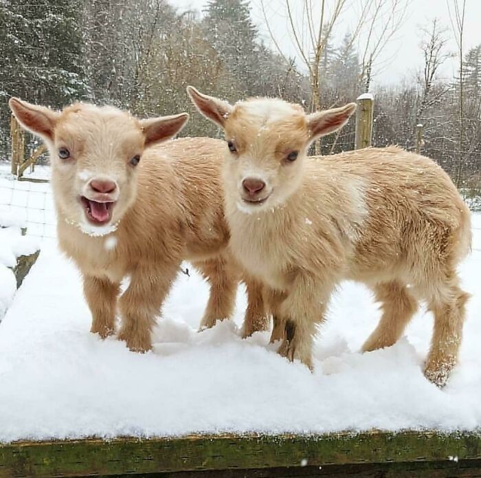 Ever Wondered If Goats Can Smile? Well Wonder No More
