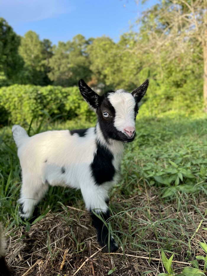 white and black baby goat standing on the ground