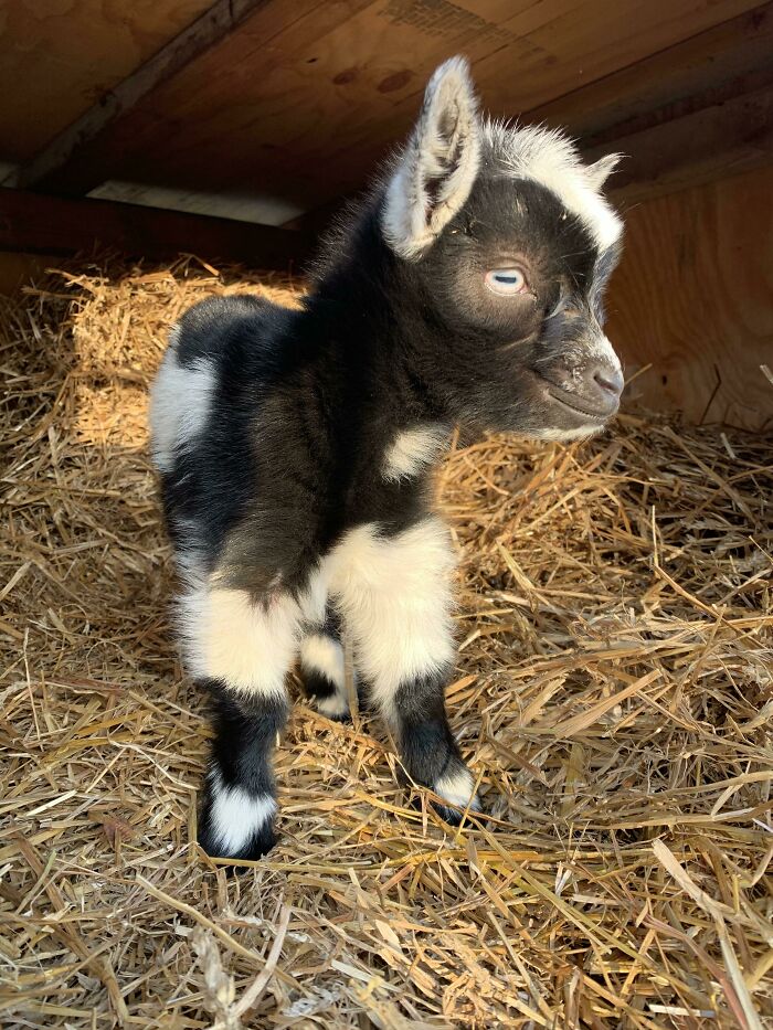 Our First Kid Born On The Farm! Could Goats Get Any Cuter