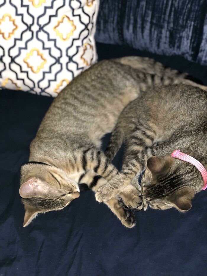 Adopted Two Kittens Yesterday